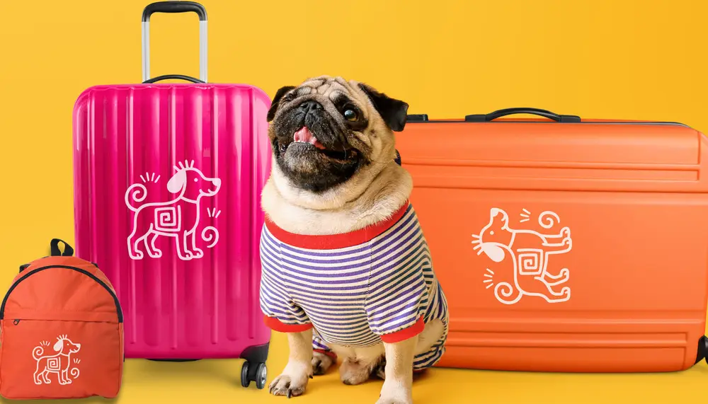 Pug pronto para a hospedagem no hotel pet